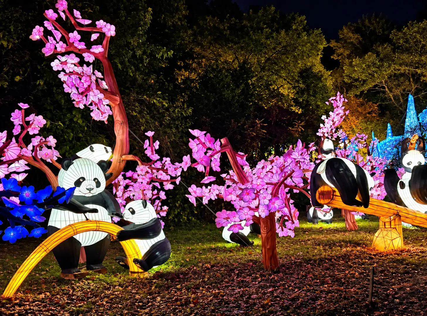 Panda lantern display at an outdoor lantern festival