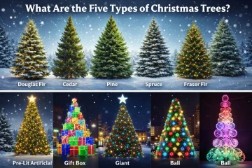 Quels sont les cinq types d'arbres de Noël ?